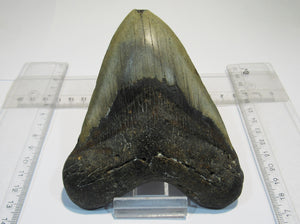 Megalodon riesen Haizahn gute Erhaltung Neogen 12,5cm North Carolina, USA