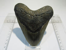 Laden Sie das Bild in den Galerie-Viewer, Megalodon riesen Haizahn gute Erhaltung Neogen 12,5cm North Carolina, USA