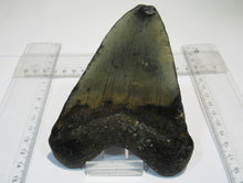 Laden Sie das Bild in den Galerie-Viewer, Megalodon riesen Haizahn gute Erhaltung Neogen 12,5cm North Carolina, USA