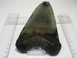 Megalodon riesen Haizahn gute Erhaltung Neogen 12,5cm North Carolina, USA