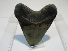 Laden Sie das Bild in den Galerie-Viewer, Megalodon riesen Haizahn gute Erhaltung Neogen 12,5cm North Carolina, USA