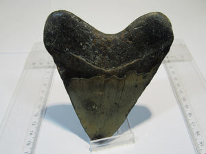 Megalodon riesen Haizahn gute Erhaltung Neogen 12,5cm North Carolina, USA