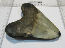 Laden Sie das Bild in den Galerie-Viewer, Megalodon riesen Haizahn gute Erhaltung Neogen 12,5cm North Carolina, USA