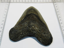 Laden Sie das Bild in den Galerie-Viewer, Megalodon riesen Haizahn gute Erhaltung Neogen 12,5cm North Carolina, USA