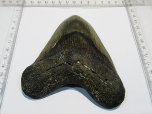 Megalodon riesen Haizahn gute Erhaltung Neogen 12,5cm North Carolina, USA