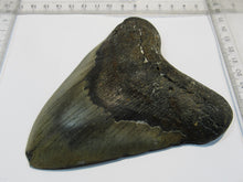 Laden Sie das Bild in den Galerie-Viewer, Megalodon riesen Haizahn gute Erhaltung Neogen 12,5cm North Carolina, USA