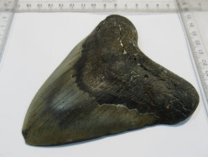 Megalodon riesen Haizahn gute Erhaltung Neogen 12,5cm North Carolina, USA