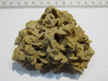 Laden Sie das Bild in den Galerie-Viewer, Baryt feine Schwimmer Sandrose Schwerspat 7cm Rockenberg Hessen, Deutschland