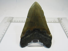 Laden Sie das Bild in den Galerie-Viewer, Megalodon riesen Haizahn gute Erhaltung Neogen 12,6cm North Carolina, USA