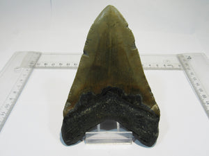 Megalodon riesen Haizahn gute Erhaltung Neogen 12,6cm North Carolina, USA