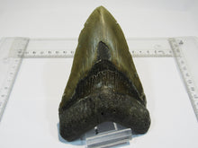 Laden Sie das Bild in den Galerie-Viewer, Megalodon riesen Haizahn gute Erhaltung Neogen 12,6cm North Carolina, USA