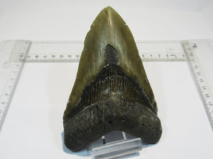 Megalodon riesen Haizahn gute Erhaltung Neogen 12,6cm North Carolina, USA