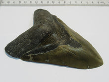 Laden Sie das Bild in den Galerie-Viewer, Megalodon riesen Haizahn gute Erhaltung Neogen 12,6cm North Carolina, USA