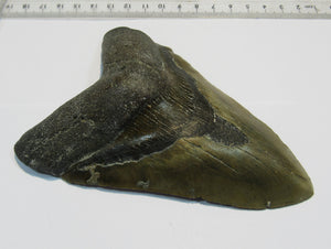 Megalodon riesen Haizahn gute Erhaltung Neogen 12,6cm North Carolina, USA