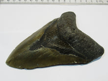 Laden Sie das Bild in den Galerie-Viewer, Megalodon riesen Haizahn gute Erhaltung Neogen 12,6cm North Carolina, USA