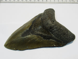 Megalodon riesen Haizahn gute Erhaltung Neogen 12,6cm North Carolina, USA