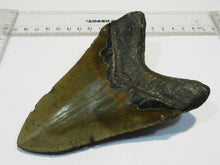 Laden Sie das Bild in den Galerie-Viewer, Megalodon riesen Haizahn gute Erhaltung Neogen 12,6cm North Carolina, USA