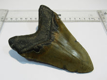 Laden Sie das Bild in den Galerie-Viewer, Megalodon riesen Haizahn gute Erhaltung Neogen 12,6cm North Carolina, USA