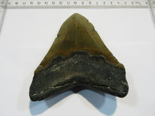 Laden Sie das Bild in den Galerie-Viewer, Megalodon riesen Haizahn gute Erhaltung Neogen 12,6cm North Carolina, USA