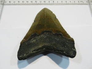 Megalodon riesen Haizahn gute Erhaltung Neogen 12,6cm North Carolina, USA