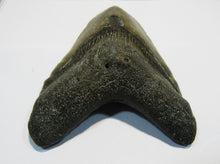 Laden Sie das Bild in den Galerie-Viewer, Megalodon riesen Haizahn gute Erhaltung Neogen 12,6cm North Carolina, USA