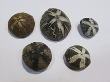 Laden Sie das Bild in den Galerie-Viewer, Seeigel fossil Sammlung 5 Stk. Galerites 2,2-3,7cm Flint Kreide Ostsee , Deutschland
