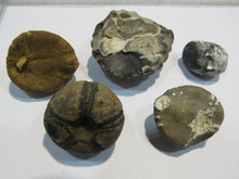 Laden Sie das Bild in den Galerie-Viewer, Seeigel fossil Sammlung 5 Stk. Galerites 2,2-3,7cm Flint Kreide Ostsee , Deutschland