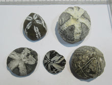 Laden Sie das Bild in den Galerie-Viewer, Seeigel fossil Sammlung 5 Stk. Galerites 2,5-4cm Flint Kreide Ostsee , Deutschland