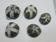 Laden Sie das Bild in den Galerie-Viewer, Seeigel fossil Sammlung 5 Stk. Galerites 2,7-3,5cm Flint Kreide Ostsee , Deutschland