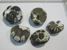 Laden Sie das Bild in den Galerie-Viewer, Seeigel fossil Sammlung 5 Stk. Galerites 2,7-3,5cm Flint Kreide Ostsee , Deutschland