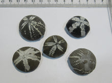 Laden Sie das Bild in den Galerie-Viewer, Seeigel fossil Sammlung 5 Stk. Galerites 2,8-3,5cm Flint Kreide Ostsee , Deutschland