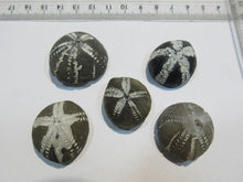 Laden Sie das Bild in den Galerie-Viewer, Seeigel fossil Sammlung 5 Stk. Galerites 2,8-3,5cm Flint Kreide Ostsee , Deutschland