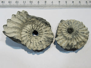 Ammonit Pleuroceras spinatum mit Deckel Geode 5,5cm Buttenheim, Deutschland