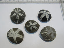 Laden Sie das Bild in den Galerie-Viewer, Seeigel fossil Sammlung 5 Stk. Galerites 2,8-3,5cm Flint Kreide Ostsee , Deutschland