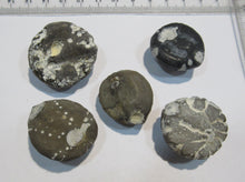 Laden Sie das Bild in den Galerie-Viewer, Seeigel fossil Sammlung 5 Stk. Galerites 2,8-3,5cm Flint Kreide Ostsee , Deutschland