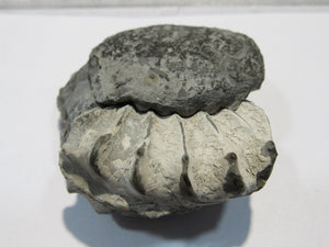 Ammonit Pleuroceras spinatum mit Deckel Geode 5,5cm Buttenheim, Deutschland