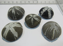 Laden Sie das Bild in den Galerie-Viewer, Seeigel fossil Sammlung 5 Stk. Galerites 2,8-3,5cm Flint Kreide Ostsee , Deutschland