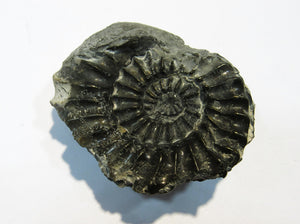 Ammonit Pleuroceras spinatum mit Deckel Geode 5,5cm Buttenheim, Deutschland