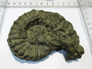 Ammonit Pyrit massiv XL Pleuroceras 10,5cm Pyrit-Konkretionen Mühlhausen, Deutschland