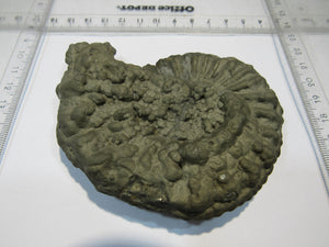 Ammonit Pyrit massiv XL Pleuroceras 10,5cm Pyrit-Konkretionen Mühlhausen, Deutschland