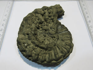 Ammonit Pyrit massiv XL Pleuroceras 10,5cm Pyrit-Konkretionen Mühlhausen, Deutschland