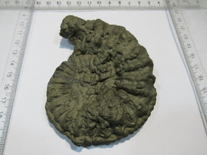 Ammonit Pyrit massiv XL Pleuroceras 10,5cm Pyrit-Konkretionen Mühlhausen, Deutschland