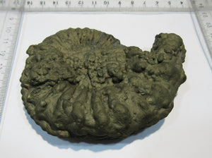 Ammonit Pyrit massiv XL Pleuroceras 10,5cm Pyrit-Konkretionen Mühlhausen, Deutschland