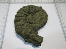 Laden Sie das Bild in den Galerie-Viewer, Ammonit Pyrit massiv XL Pleuroceras 10,5cm Pyrit-Konkretionen Mühlhausen, Deutschland