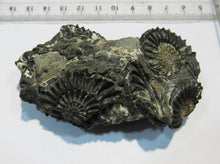 Laden Sie das Bild in den Galerie-Viewer, Ammonit Pleuroceras spinatum calciniert Geode Verbund 8cm Unterstürmig, Deutschland