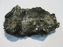 Laden Sie das Bild in den Galerie-Viewer, Ammonit Pleuroceras spinatum calciniert Geode Verbund 8cm Unterstürmig, Deutschland