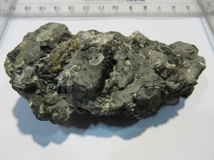 Ammonit Pleuroceras spinatum calciniert Geode Verbund 8cm Unterstürmig, Deutschland