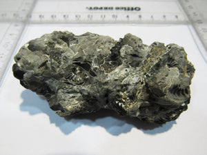 Ammonit Pleuroceras spinatum calciniert Geode Verbund 8cm Unterstürmig, Deutschland