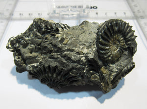 Ammonit Pleuroceras spinatum calciniert Geode Verbund 8cm Unterstürmig, Deutschland