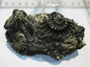 Ammonit Pleuroceras spinatum calciniert Geode Verbund 8cm Unterstürmig, Deutschland